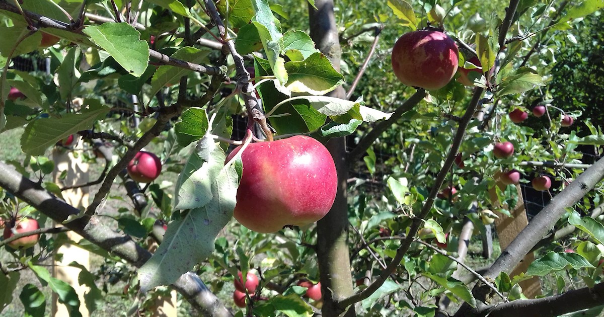 Melrose Apples Local Apple Variety From Ohio, United States of America