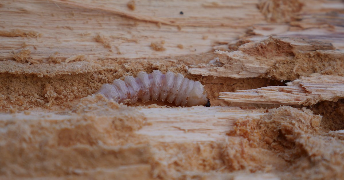 Huhu Beetle Local Insect From New Zealand