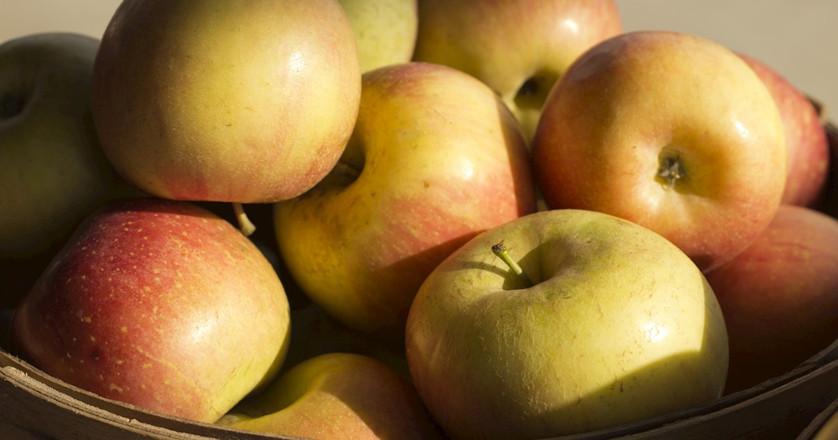 Stayman Apples Local Apple Variety From Leavenworth, United States of America