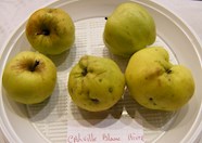 4 Most Popular French Apples TasteAtlas