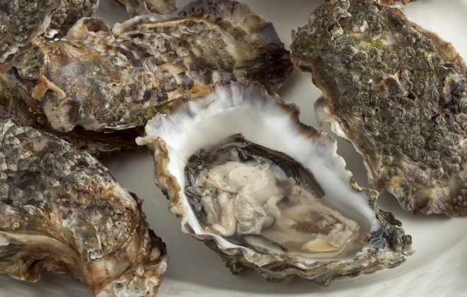 Shellfish of the World: 47 Shellfish Types | TasteAtlas