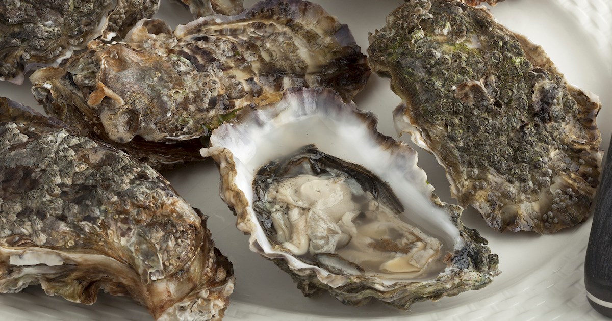 Guernsey Oysters Local Oysters From Guernsey, United Kingdom