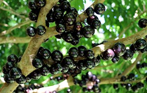 Jabuticaba