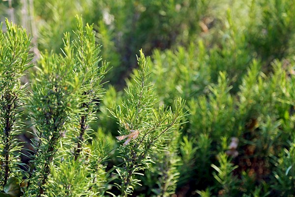 Italian Rosemary