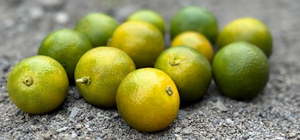 Calamansi