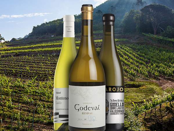 Godello Local Wine Variety From Province Of Ourense Spain