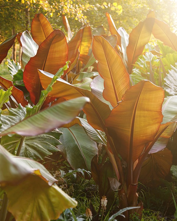 Enset | Local Plant From Ethiopia