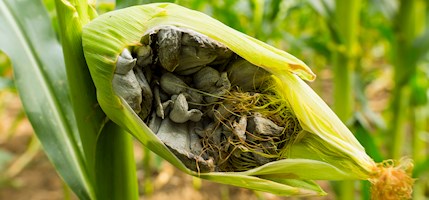 Huitlacoche