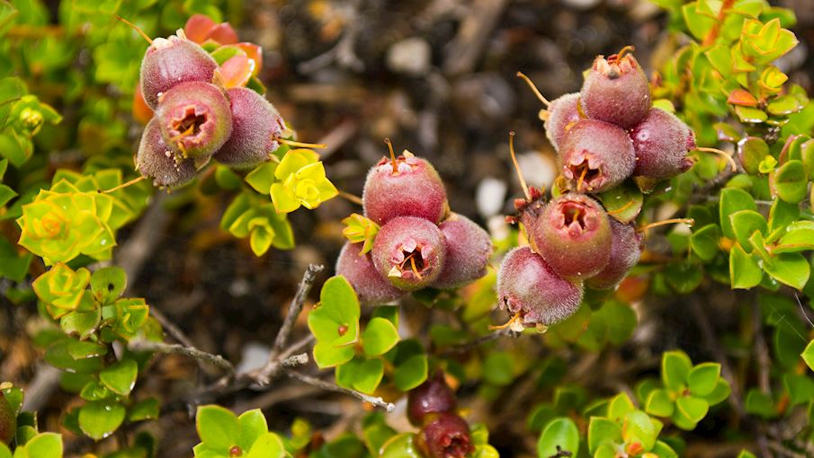 7 Most Popular Australian Fruits (types And Products) TasteAtlas