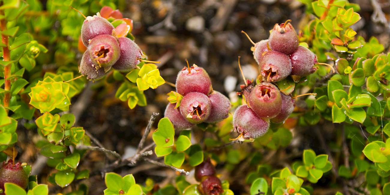 A Taste Of The Outback: Exploring The World Of Australian Red Berries