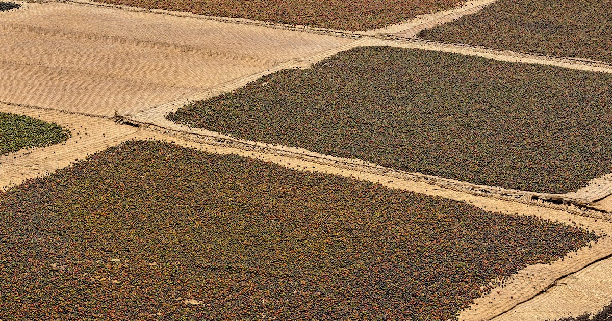 Phú Quốc Pepper Local Peppercorns From Phu Quoc Island, Southeast Asia