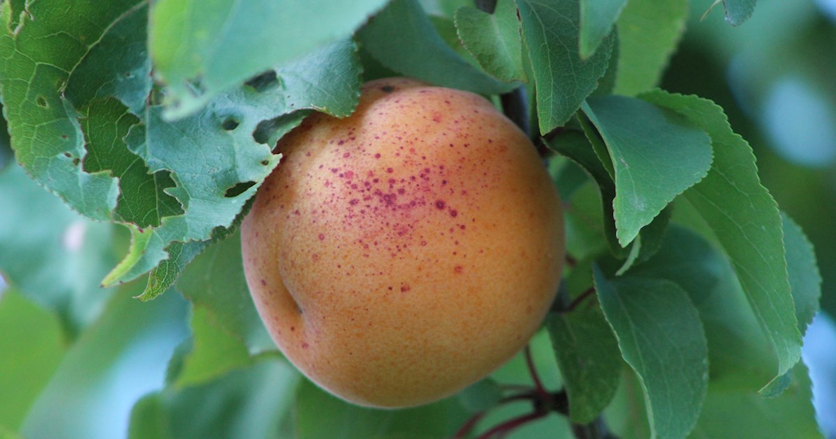 Western European Apricots 4 Apricot Types in Western Europe TasteAtlas