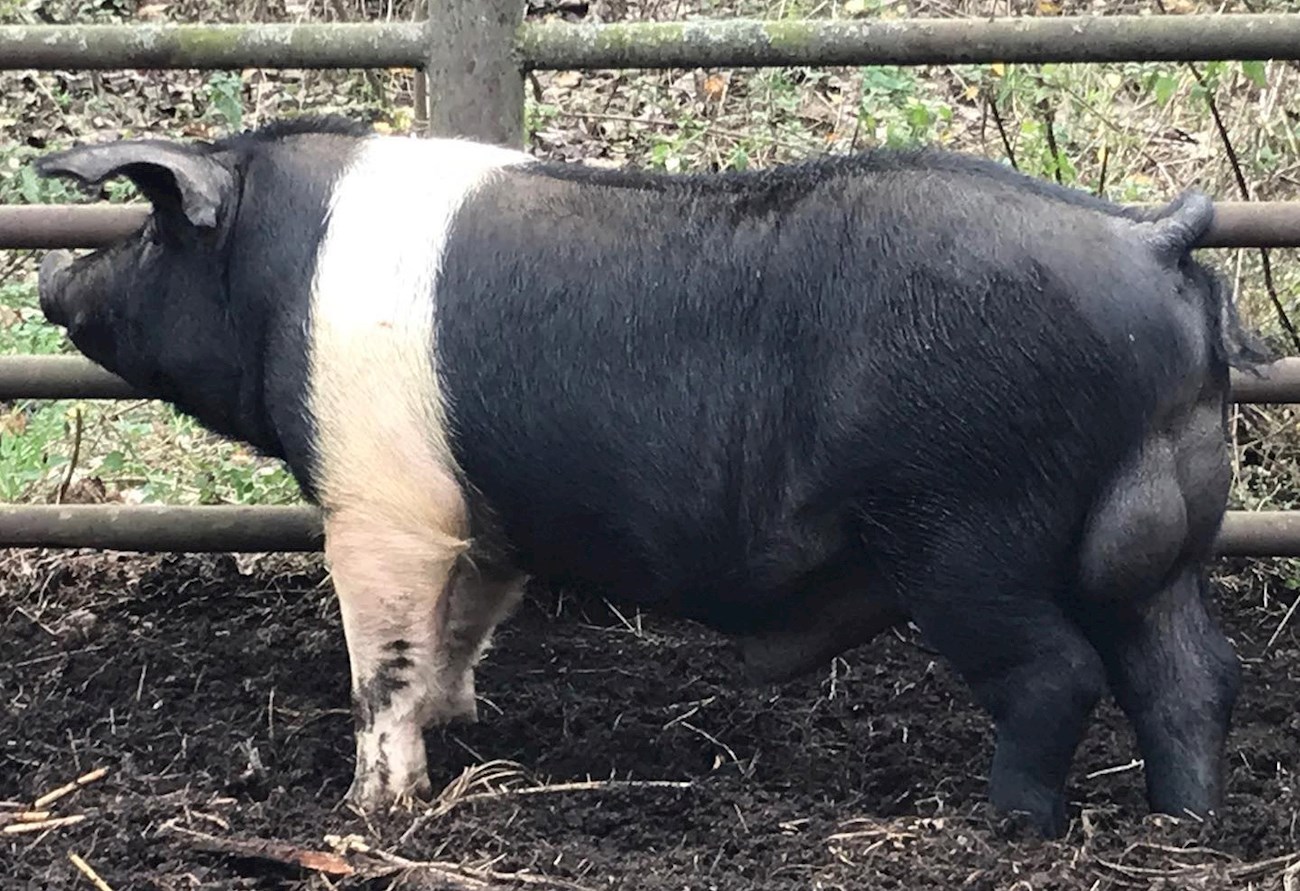 Bazna Pig | Local Pork From Bazna, Romania