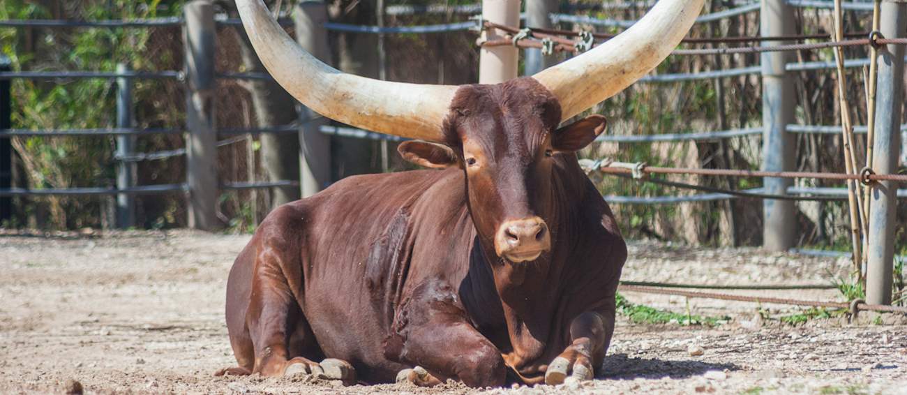 Ankole Longhorned Cattle Local Beef Cattle Breed From Mubende