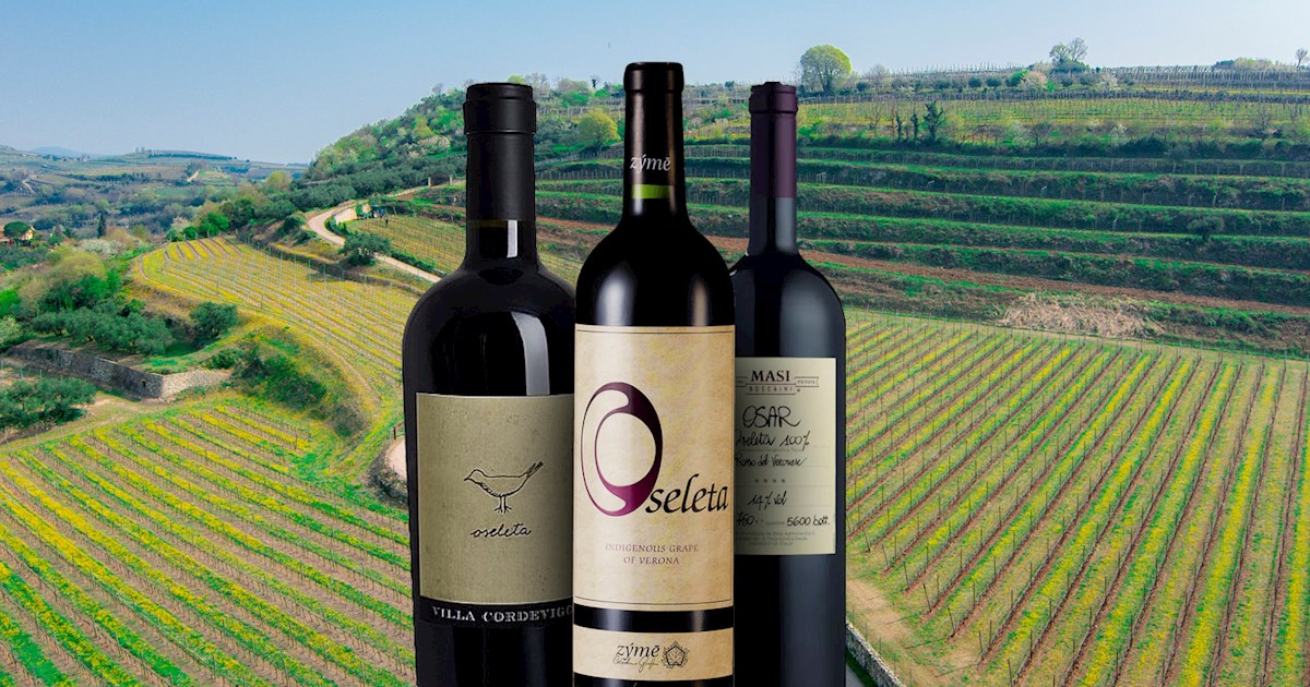 Oseleta | Local Wine Variety From Province of Verona, Italy