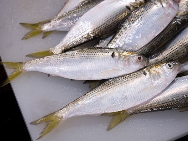 Kohada Local Blue Fish From Japan