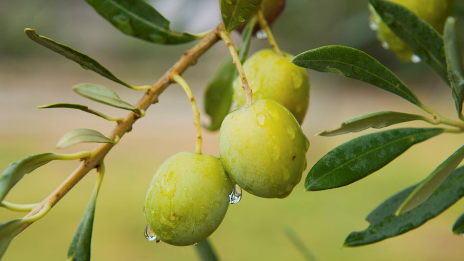 5 Most Popular Spanish Olives - TasteAtlas