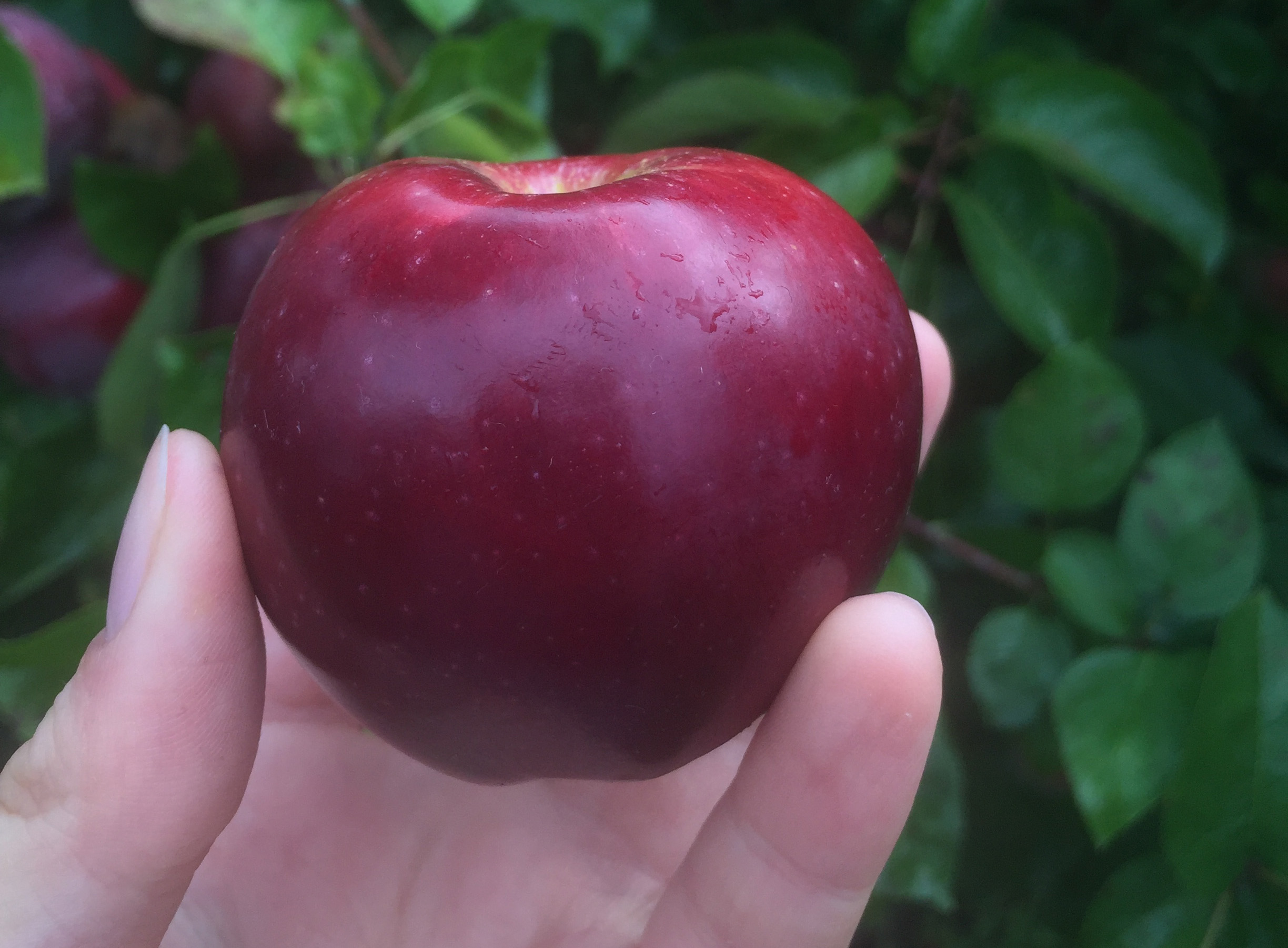 Spartan Apples | Local Apple From British Columbia, Canada