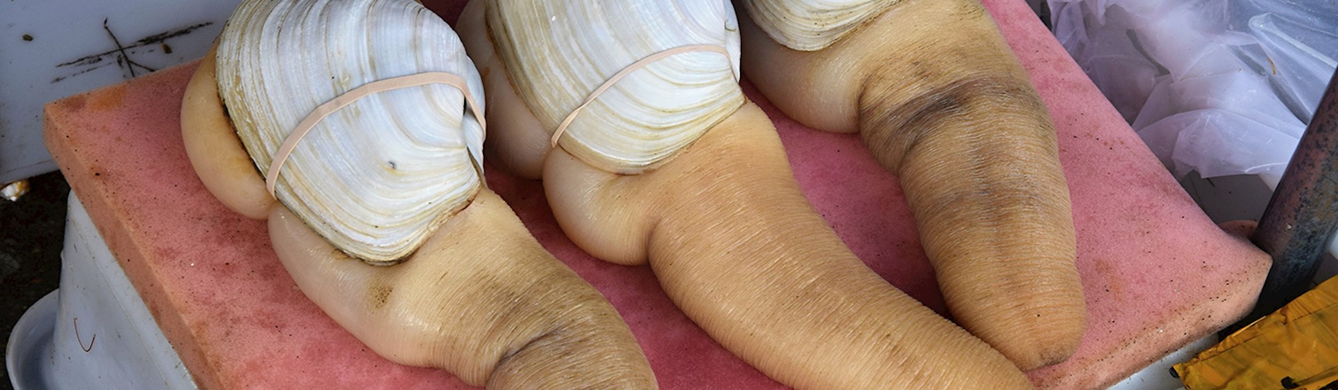 Canadian Shellfish 5 Best Shellfishes in Canada - TasteAtlas