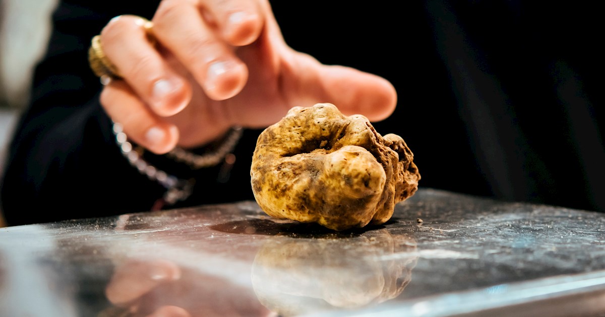 Truffles of the World: 14 Truffle Types | TasteAtlas