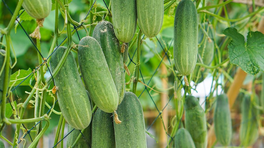 100 Most Popular Argentinian Foods TasteAtlas