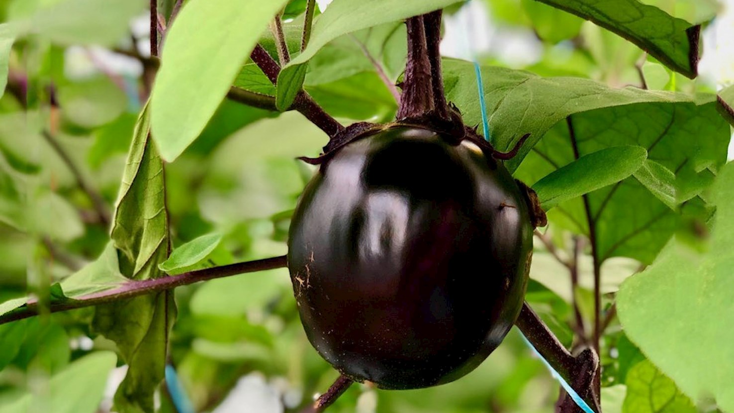 3 Best Vegetables in the Chubu Region - TasteAtlas