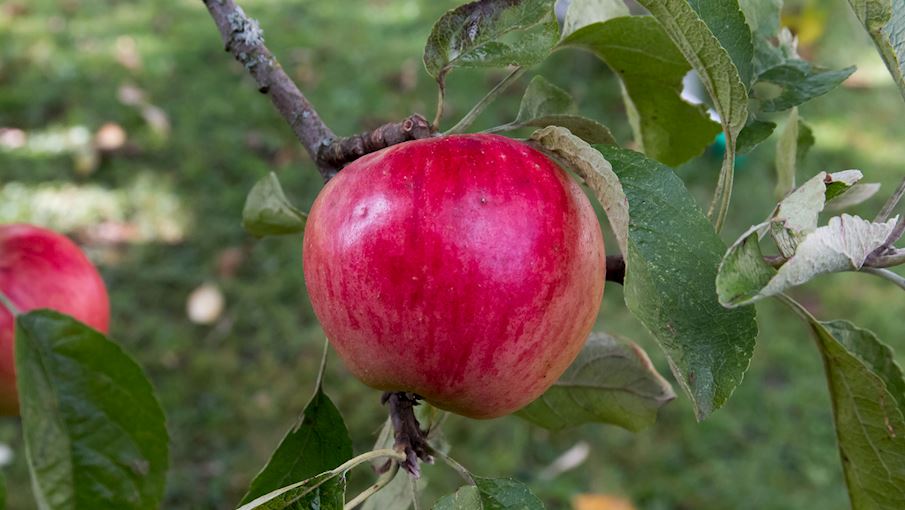 6 Most Popular Japanese Apples TasteAtlas