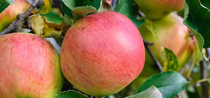 Baldwin apples