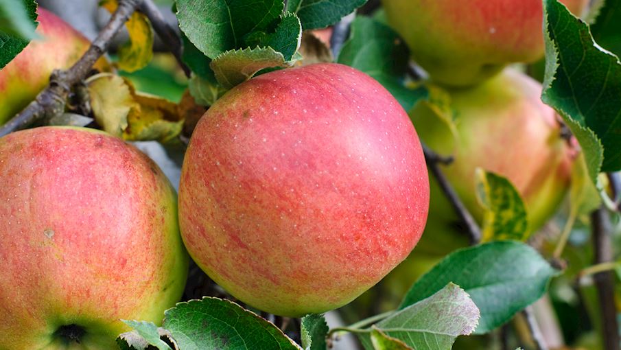 50 Most Popular Apples in the World - TasteAtlas