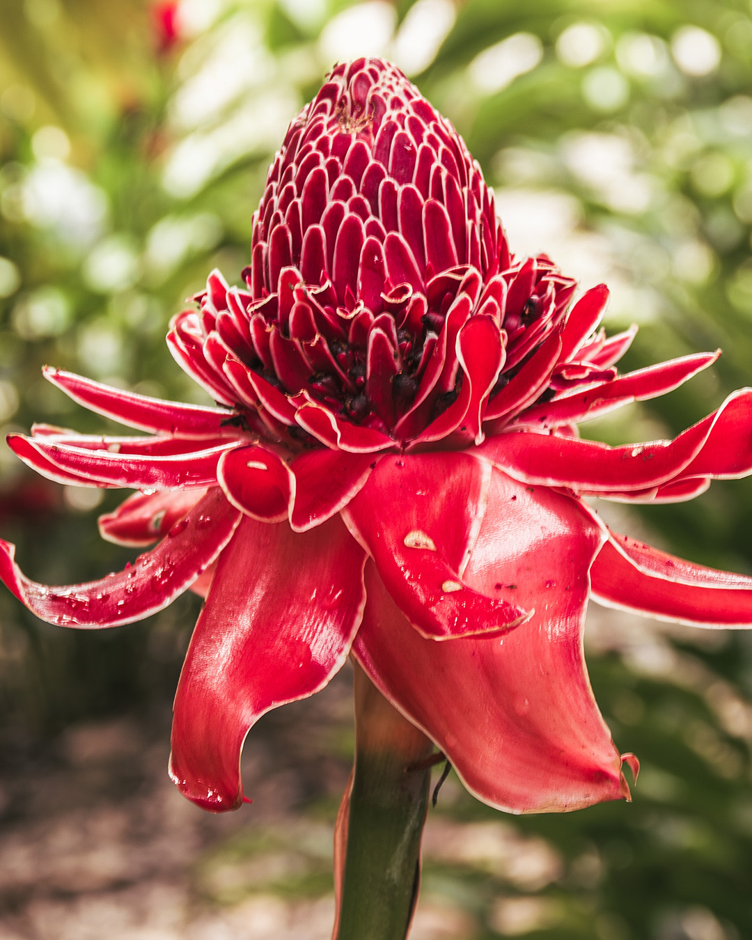 Kecombrang | Local Flower From Indonesia, Southeast Asia