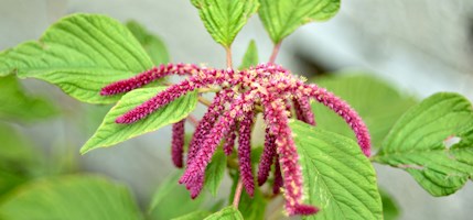 Aromanian Wild Amaranth