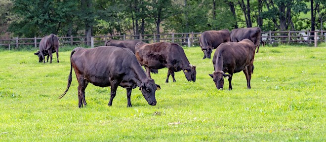 Japanese Beef Cattle Breeds: 6 Beef Cattle Breed Types in Japan ...