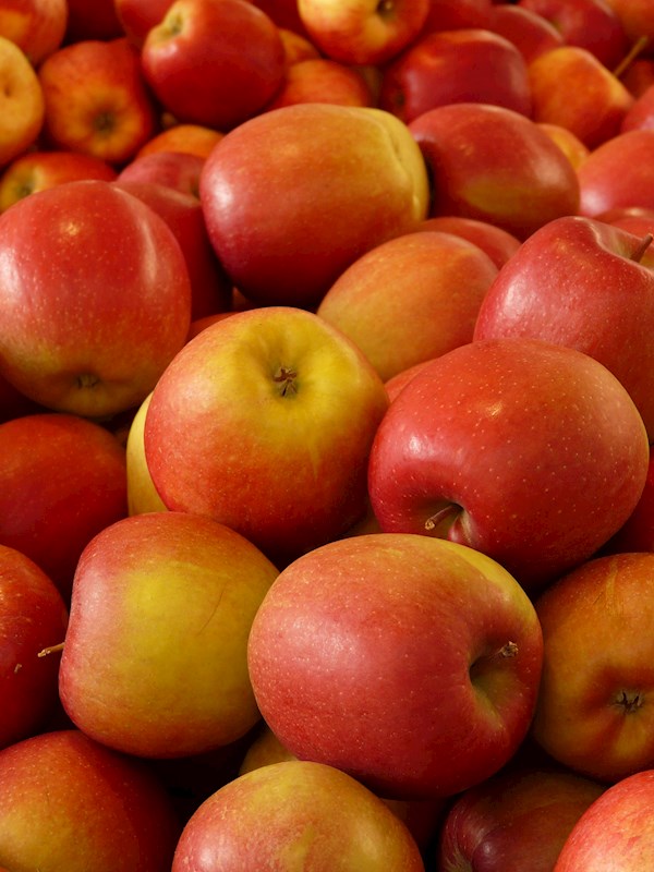 Apple Varietals  Manzana Products Co., Inc.