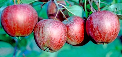 Red Dougherty apples