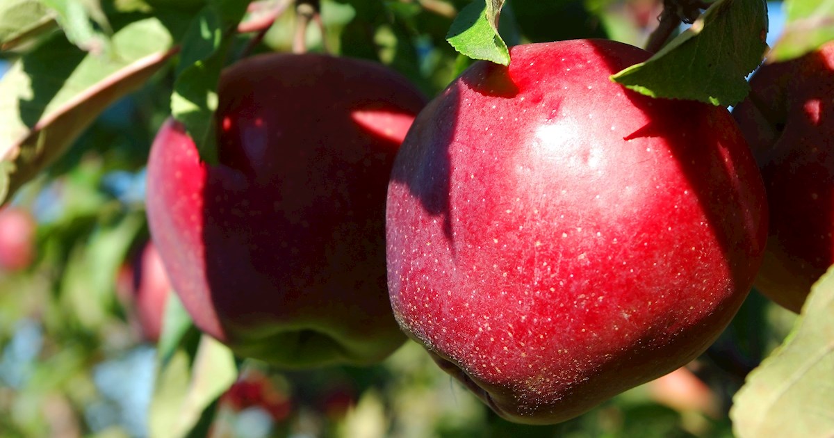 Enterprise Apples | Local Apple Variety From Lafayette, United States ...