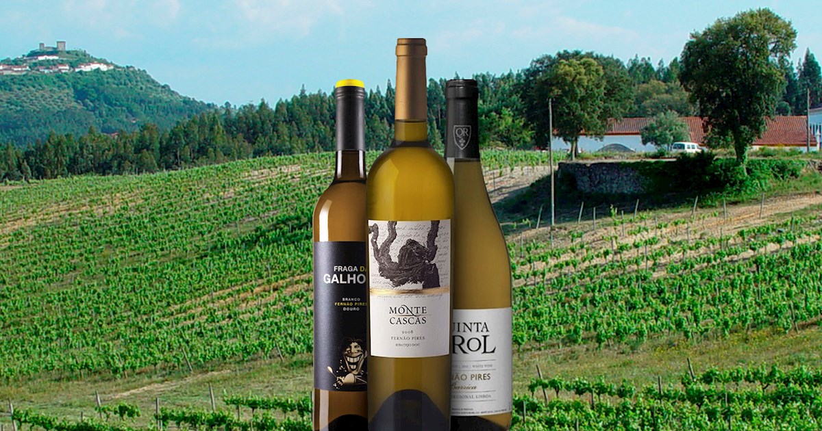 Fernão Pires | Local Wine Variety From Santarém District, Western Europe