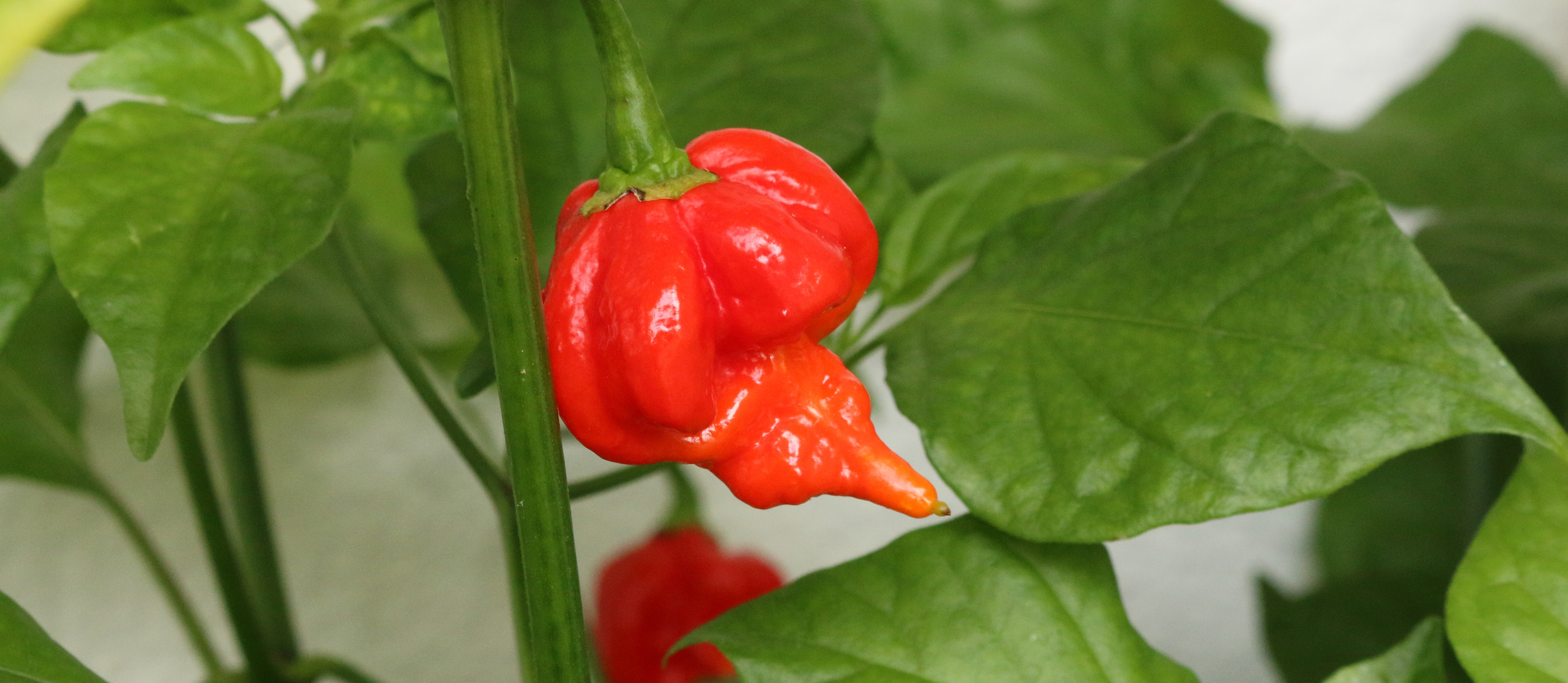 3 Most Popular Caribbean Hot Peppers TasteAtlas
