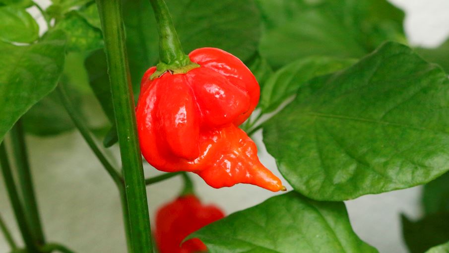 3 Most Popular Caribbean Hot Peppers TasteAtlas