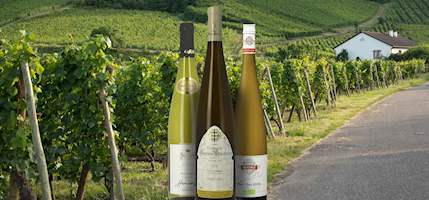 Pinot Gris d'Alsace