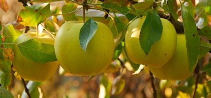 Pristine apples