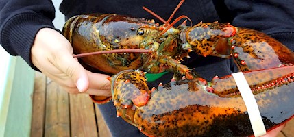 American lobster