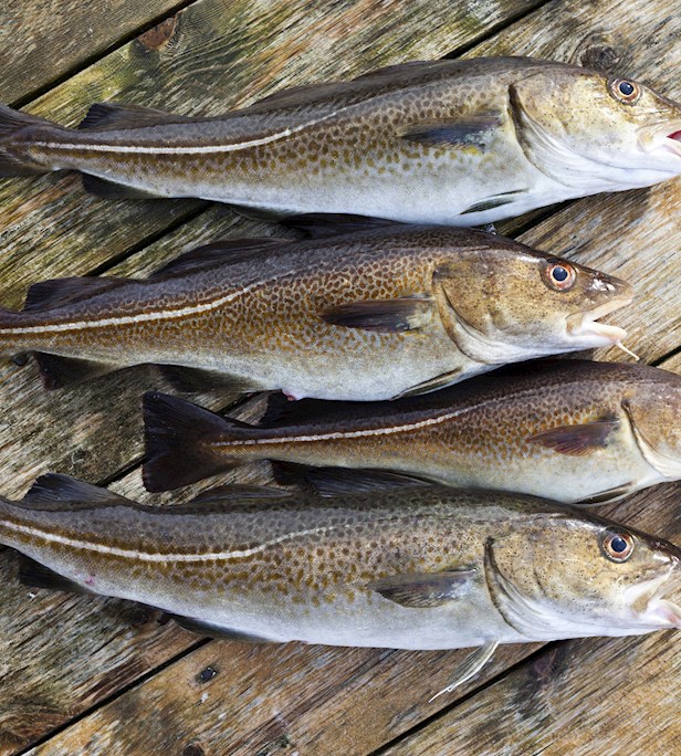 White Fishes of the World: 14 White Fish Types, 2 Best White Fishes ...