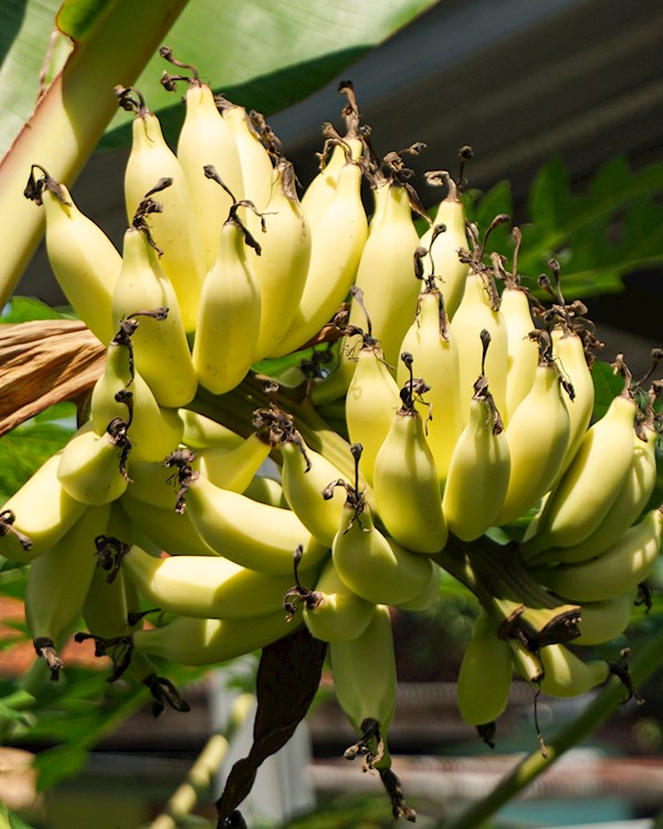 Jonah Falconning jinsiy azosi haqida video