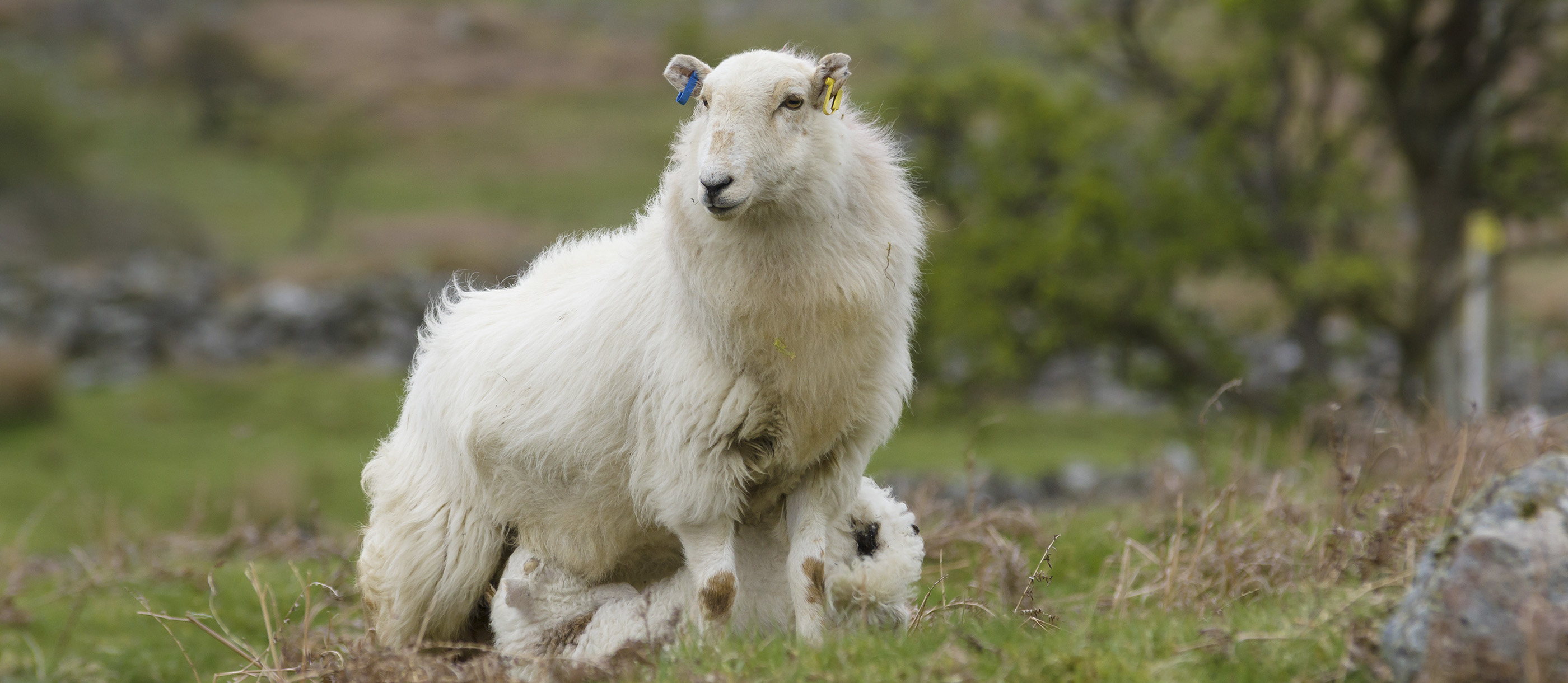 Welsh Mountain Sheep