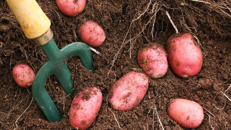 10 Most Popular European Potatoes - TasteAtlas