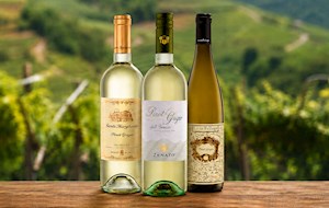 Pinot Grigio