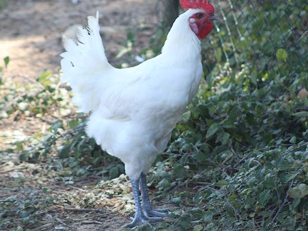 Volaille De Bresse Local Poultry From Ain France Volaille De Bresse Local Poultry From Ain France