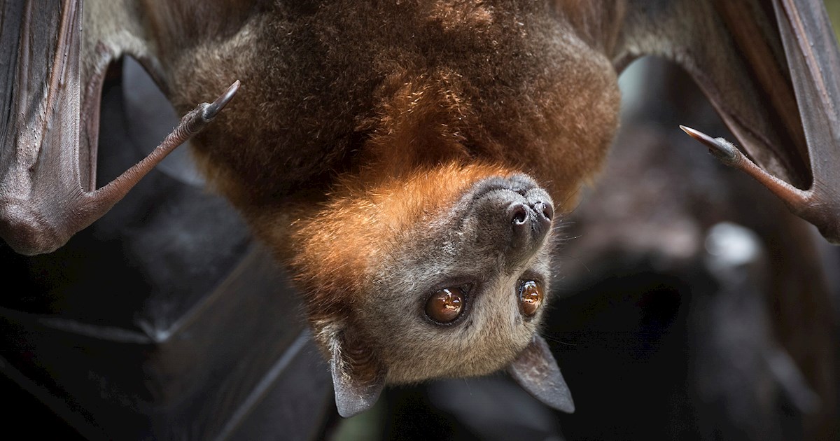 Vanuatu Flying Fox | Local Game From Vanuatu