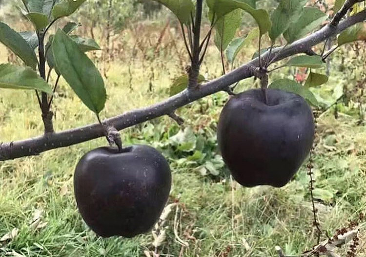 Яблоня черный бриллиант описание сорта фото