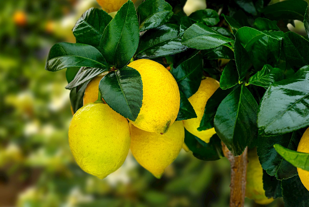 5-most-popular-asian-citrus-fruits-tasteatlas